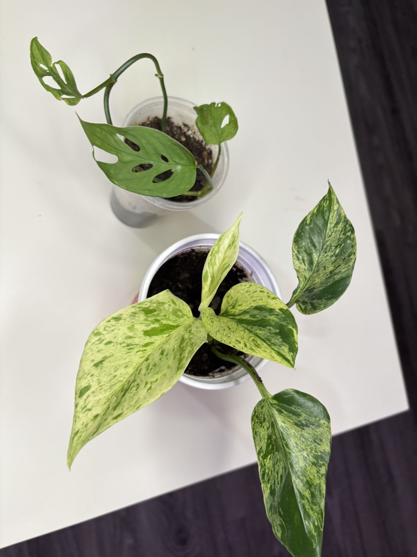 Monstera Plus Pothos $10 Plus Gift Couple  Cuttings Of Tradescantia Zebrina 