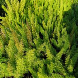 Foxtail Fern 3gl $6🪴