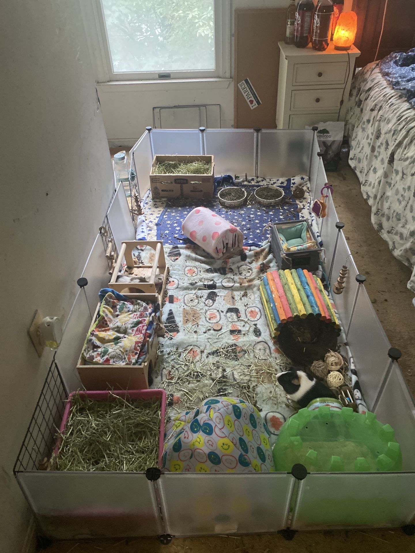 Guinea Pigs Cage