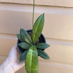 4” Rare Hoya Crassipetiolata