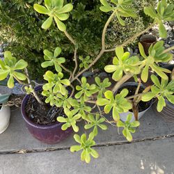 Plant Large Jade Plant in Ceramic Pot