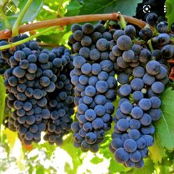 Grape Vine