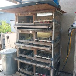 Quail Cage