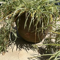 Large Clay Pot With Spider Plant 