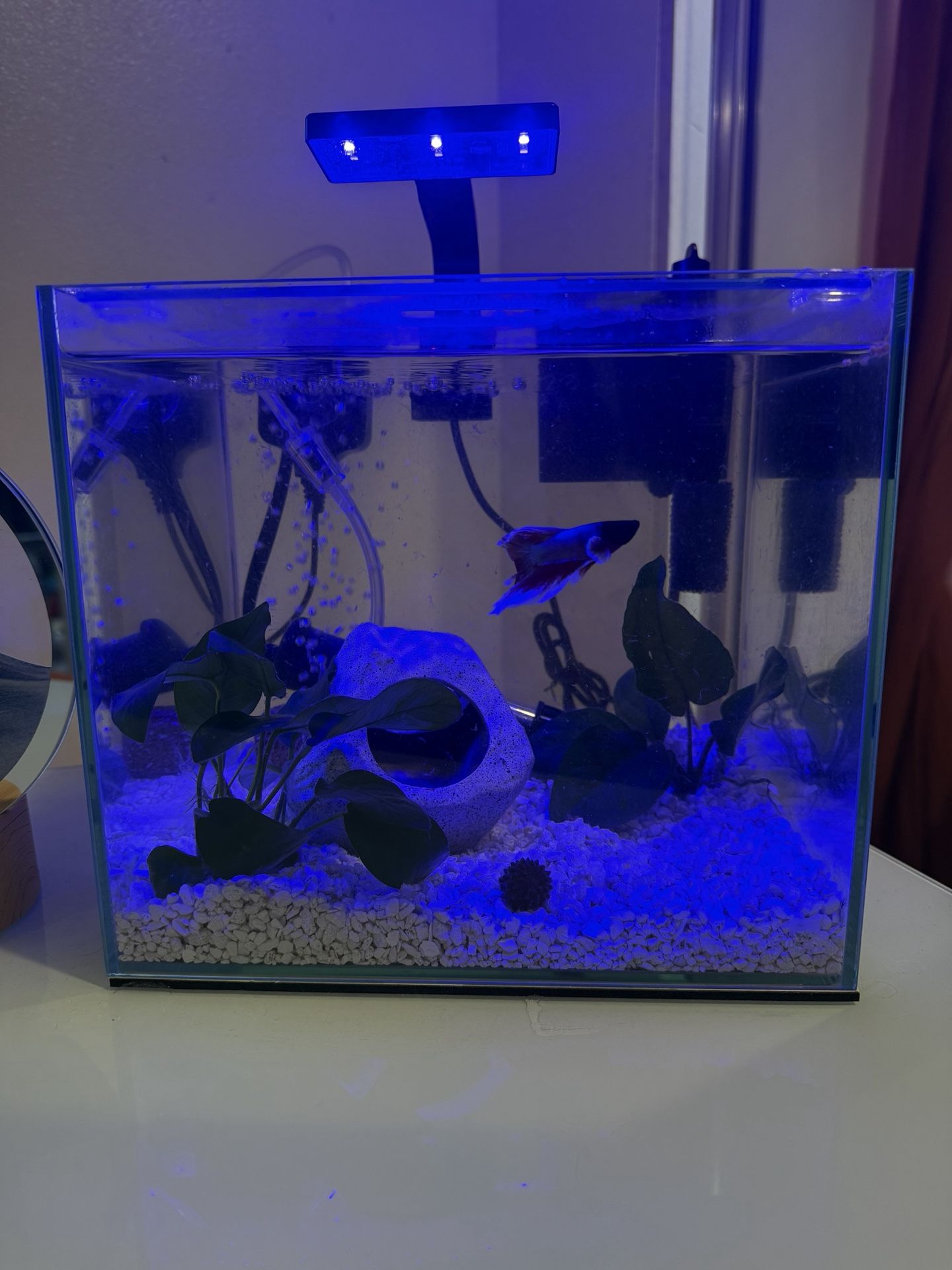Fish Tank 2.5 Gallon