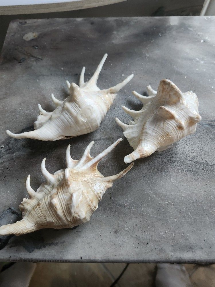 Conch Shell Spiky Natical Seashell