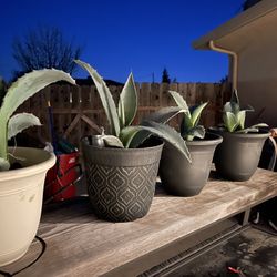 21st American Century Succulents And Sago Palms
