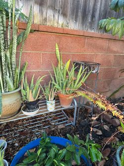 Alovera plants $5.00