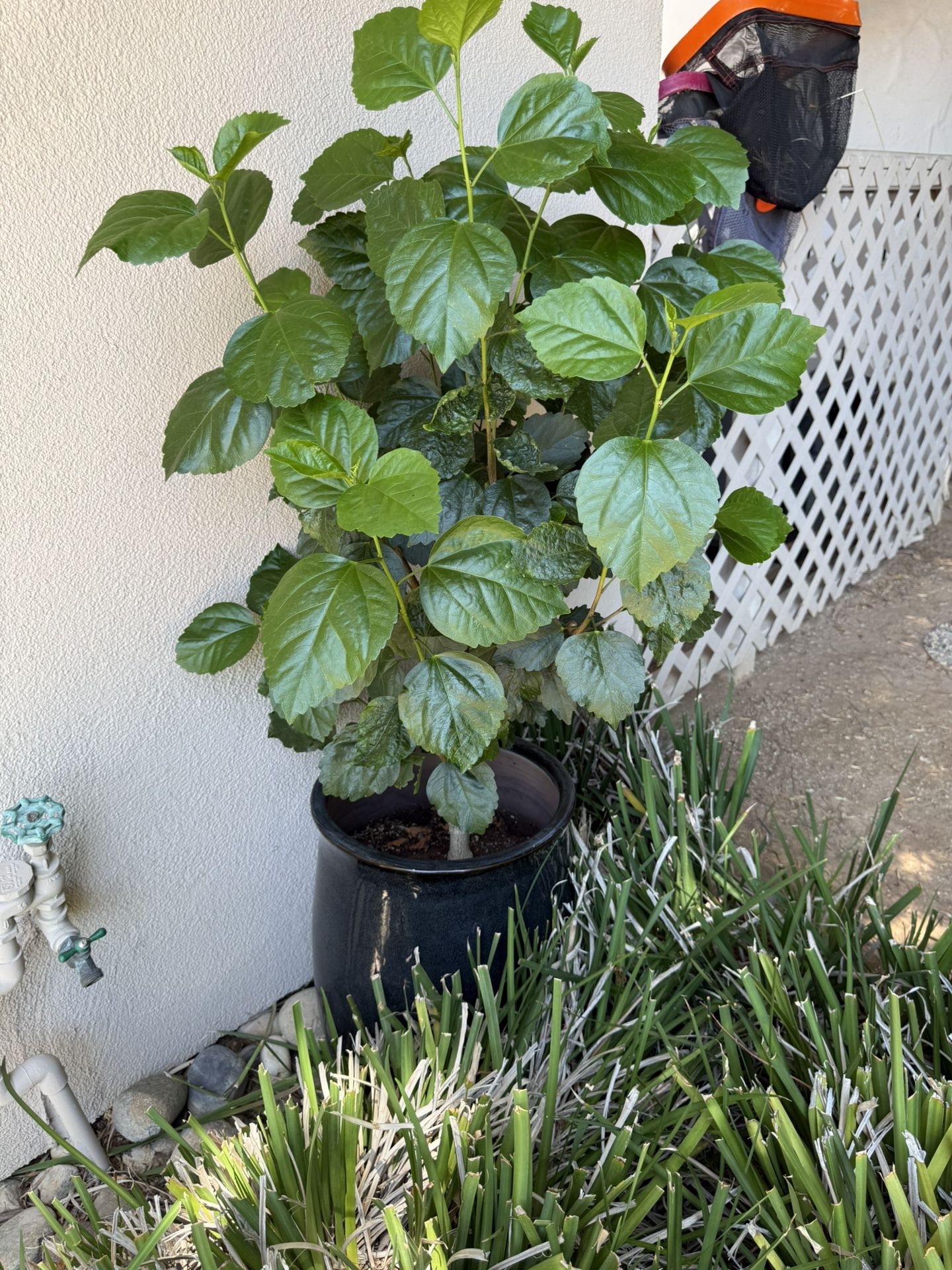 Black Pot And Plant Included!