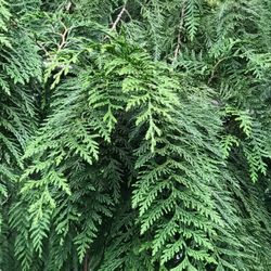 🐿️🪴Organic Well Established Red Cedar.See All Pics.