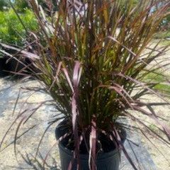 Purple Fountain grass