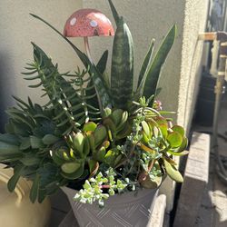 Assorted Succulent Plants