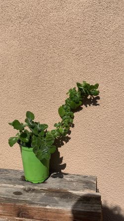 Cuban Oregano (Plectranthus tomentosa)