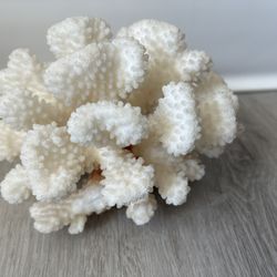 White Coral Piece  5.5” X 4”