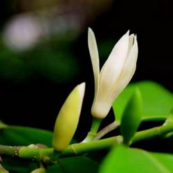 黄角兰，白兰花White Champaca White Jade Orchid Tree  White Sandalwood  Bailan   Michelia alba white Champaca (Michelia champaca) (Michelia montana)