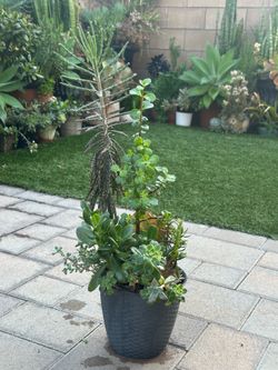 Assorted Succulent Plants