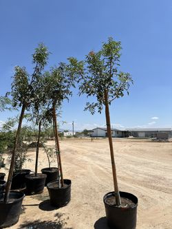 Red Push Pistache 25 Gallon $200 Each 