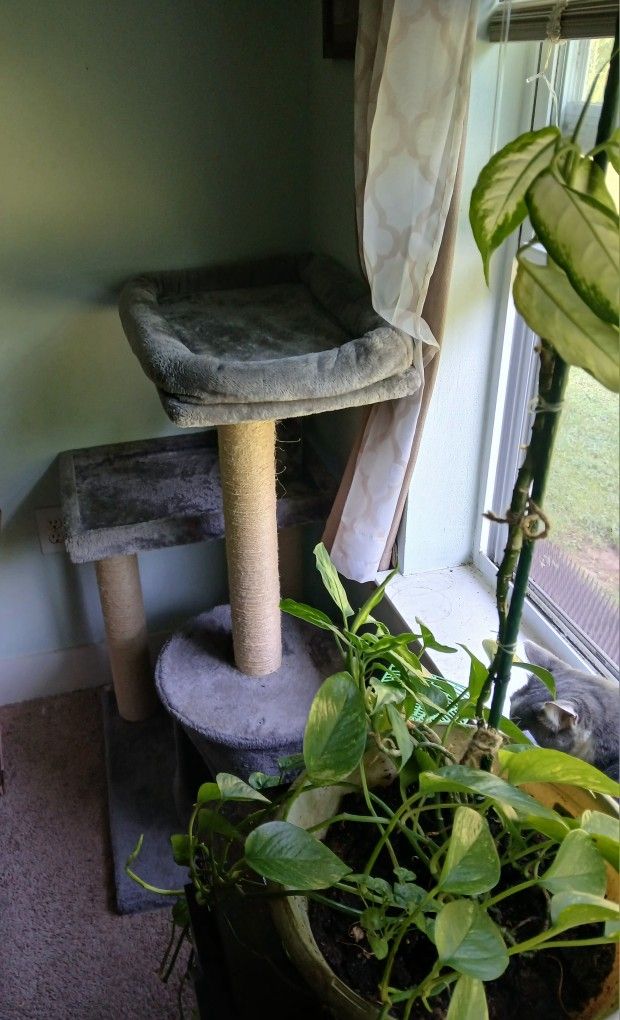 Cat Condo