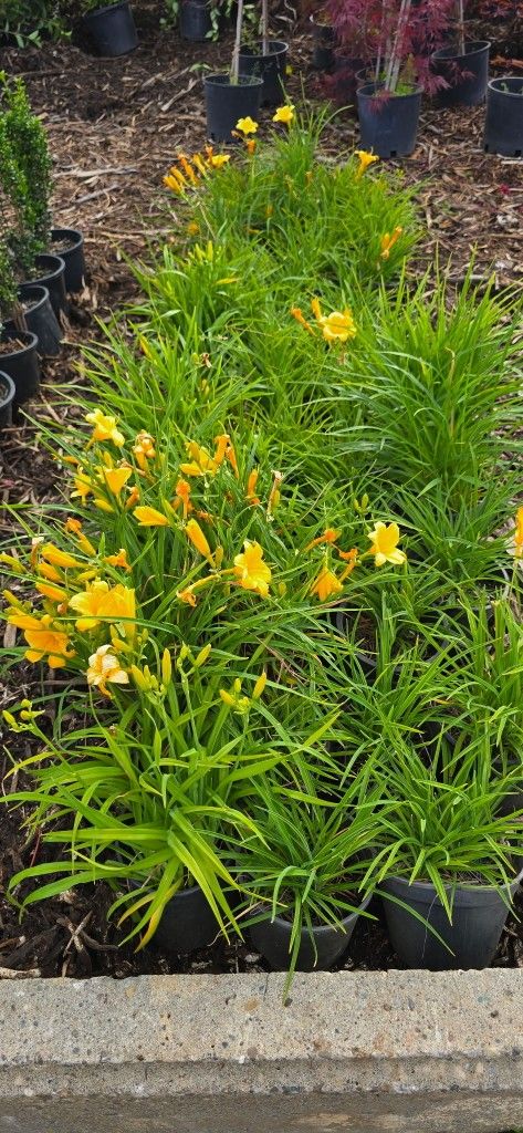 Stella D'oro Daylily
