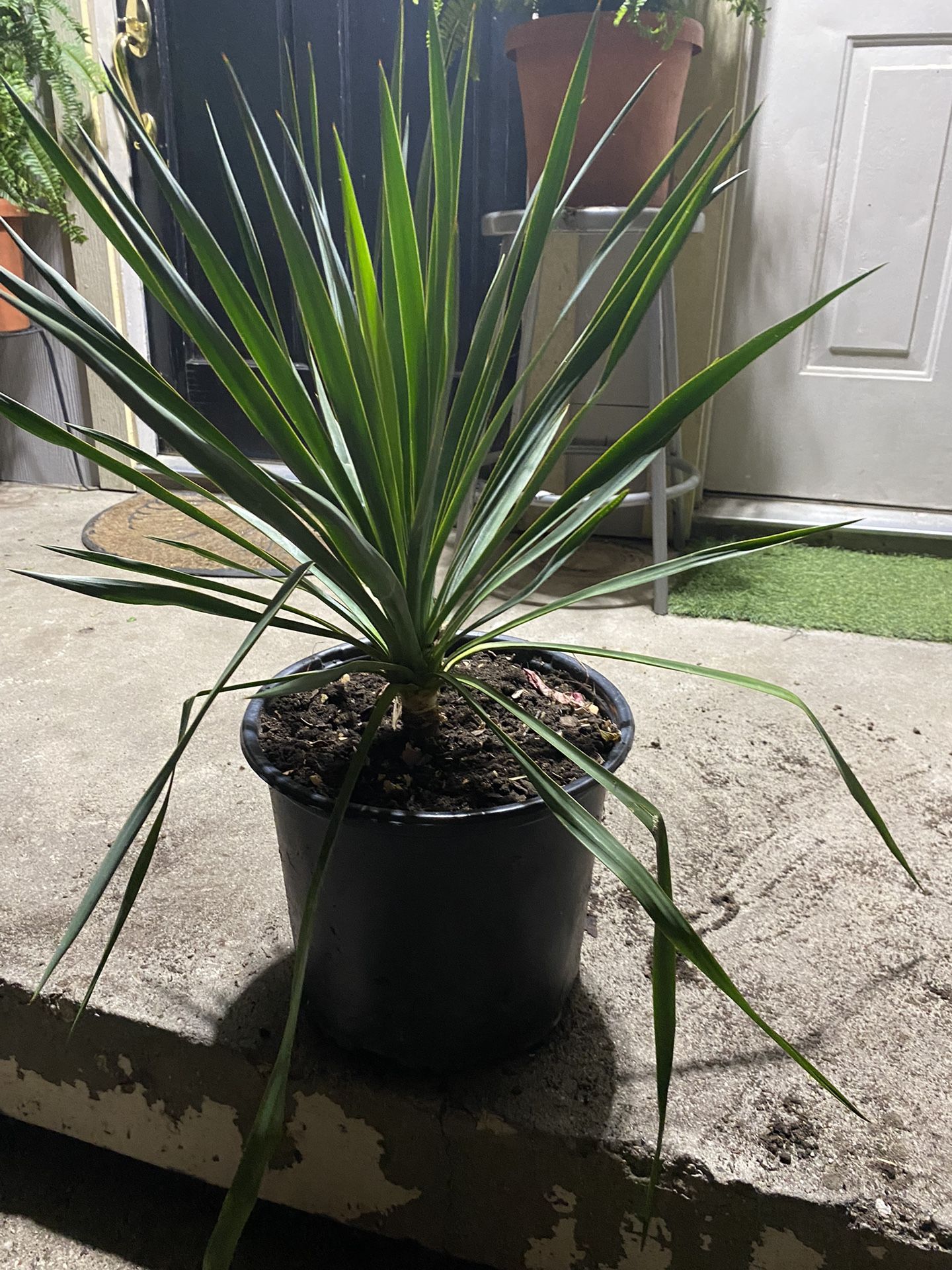 Plants