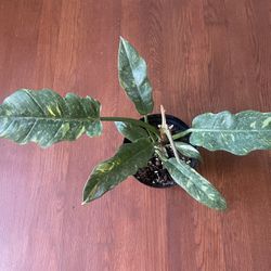 Ring Of Fire Philodendron House Plant  