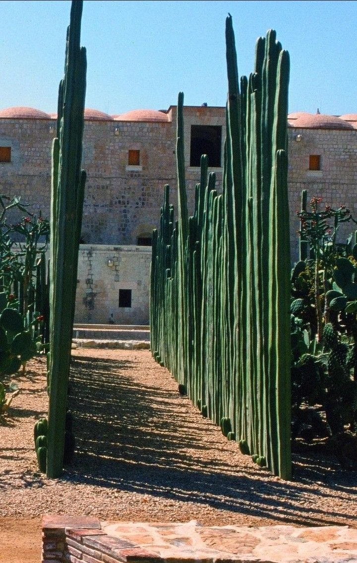 cactus tree HUGE Straight Up