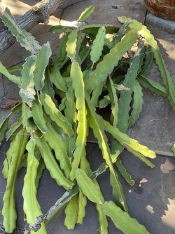 Dragon Fruit