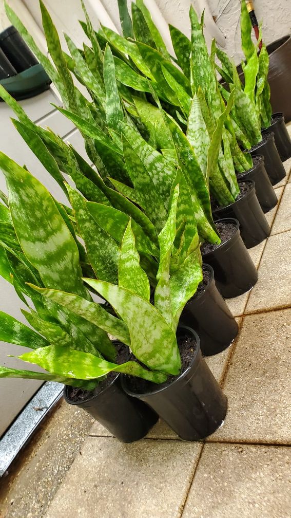1.5 feet tall Snake plants. Air purifying plants. Indoors