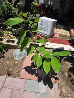 Cherimoya plant