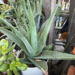 Aloe Vera 1gallon