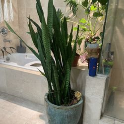 Very Large Snake Plant In Glazed Ceramic Pot 