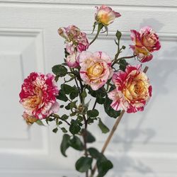 Rose Bush Plant, In 5 Gallóns Pot Pick Up Only