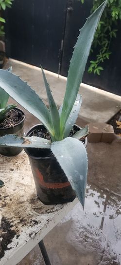 Small Agave Plants