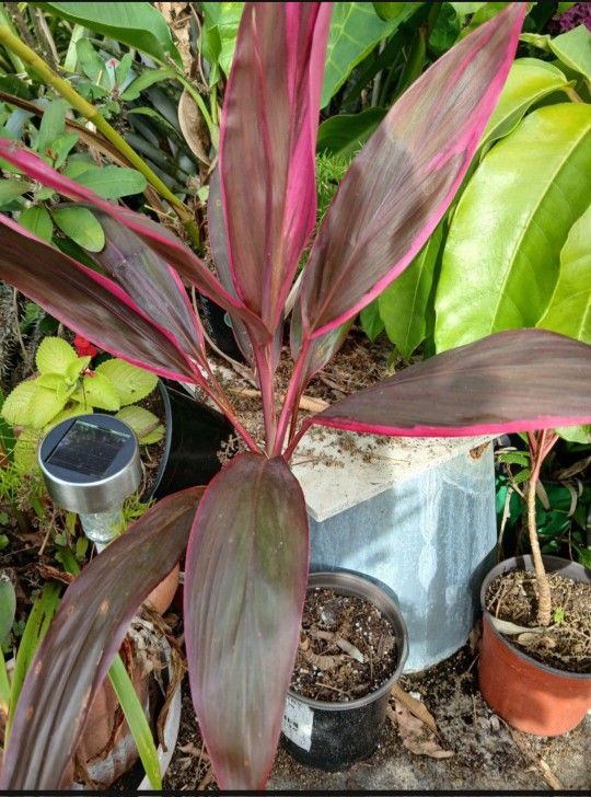 Cordyline Terminalis Hawaiian Ti Landscape Plant Potted Plant