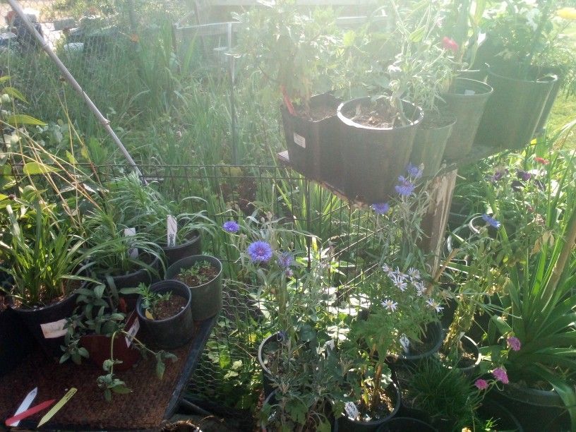 Huge Plant/ Flower Arrangements And more Sale