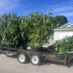 Clusias All Sizes Available Perfect For Privacy