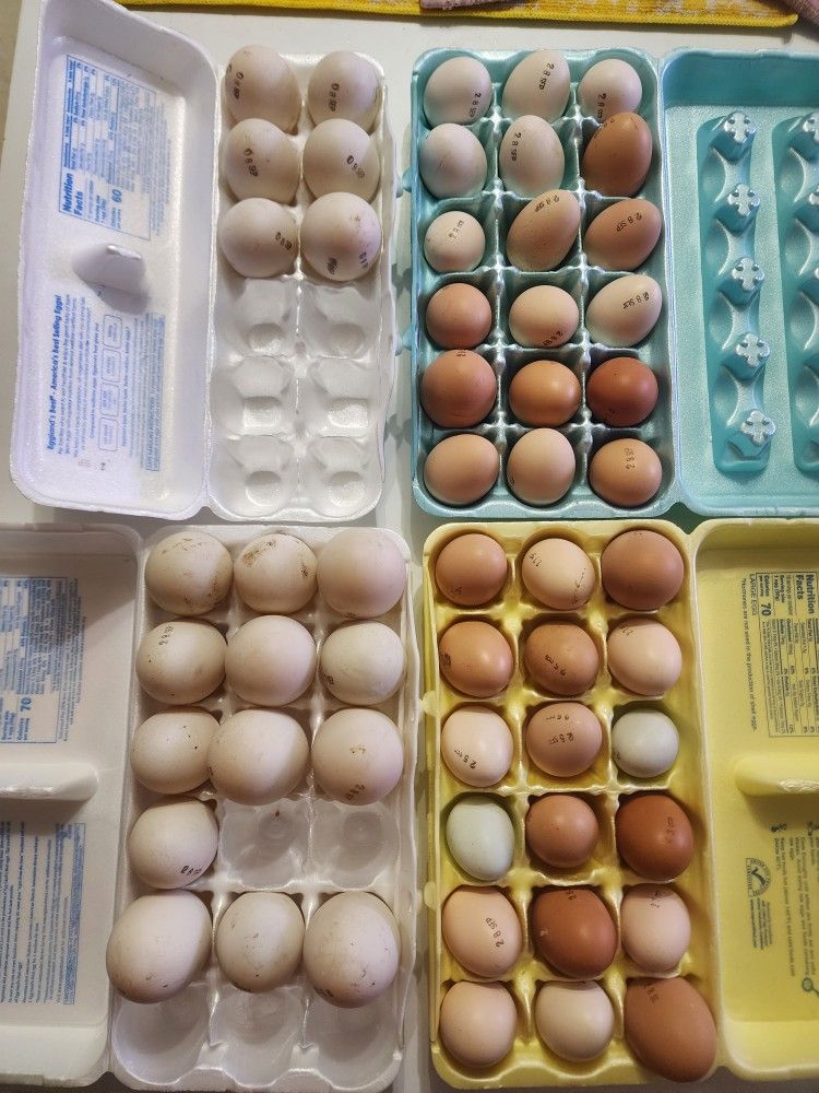 Duck Eggs