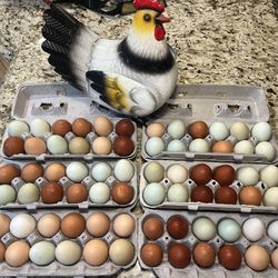 Fresh Eggs