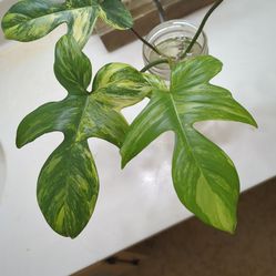 Philodendron Florida Beauty