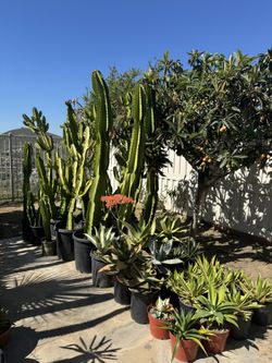 Giant Euphoriba Inges