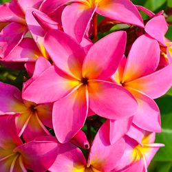 Plumerias Pink & Yellow Flowers 🌺🌿