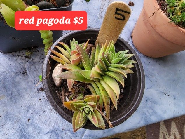 SUCCULENTS AND PLANTS PLEASE CONTACT ME FOR APPT HERE IN SAN LORENZO