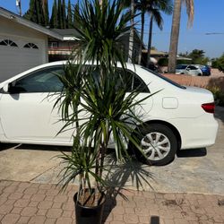 Dracaena 4 Plants In 1 Pot