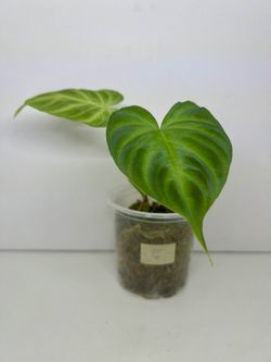 Philodendron Verrucosum- Uncommon Plants