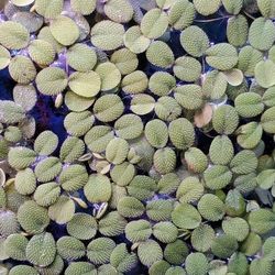 Salvinia Minima. Aquatic Plants. 
