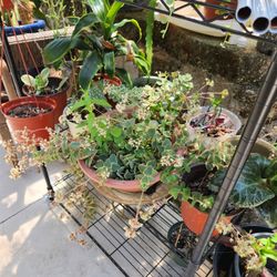 Young Maple Tree & Other Plants