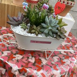 Arreglo Con Suculentas
