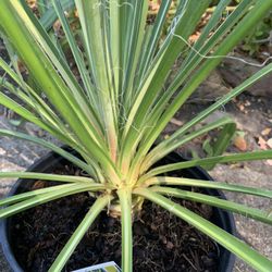 Adam’s Needle Plant 