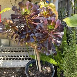 Succulent Plant $12 each