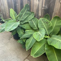 Dwarf Banana Tree 
